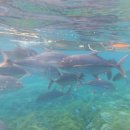 청록푸드(주) | 괌 액티비티, 놀거리 추천: 피시아이 스노클링, 괌 남부투어, 전통 춤 공연, 분수쇼, 쇼핑몰, 두짓타니...