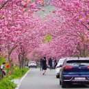 [테마여행] 4월27일(일) 서산 개심사 청벚꽃 문수사 겹벚꽃 해미읍성 골목식당촬영지 이미지