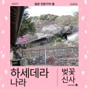 화려한머리나라 | 나라 사람들만 아는 벚꽃 명소, 하세데라