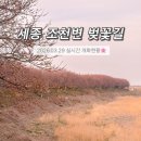 한국타이어 조치원판매(주) | 세종 조치원 조천변 벚꽃길 실시간 개화현황 주차장 맛집