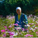 코스모스드림 이미지