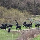 염소사육장 이미지