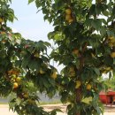 대웅농장 이미지