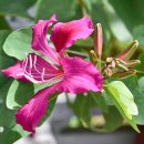 자형화 (紫荊花, 羊蹄甲, Bauhinia, 홍콩 국화) 이미지