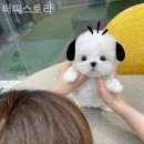 퍼피스토리 이미지