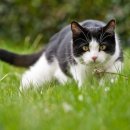 야옹아멍멍해봐(두정점) 이미지