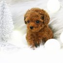 일산강아지분양 라펫 이미지