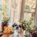 우주펫살롱 이미지