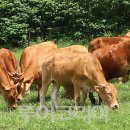 한우가 최고야 이미지