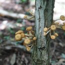 뽕나무버섯부치 Armillaria tabescens (Scop.) Emel 1921 이미지