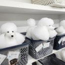 청 애견미용 이미지