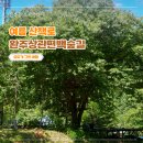 상관편백숲 공영주차장 이미지