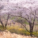 모악산주차장 Daum카페