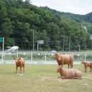 늘푸름농장 이미지