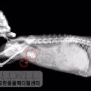 모란동물병원 이미지