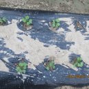 하늘농장5 이미지