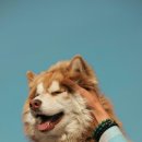 김포동물병원 | 김포동물병원 강아지 건강검진 후기 김포 씨엘동물의료센터