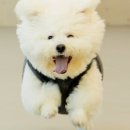놀러오개 이미지