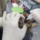 서울시 야생동물 구조관리센터 이미지