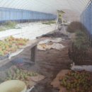 민들레양계장 이미지