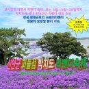 5월27일 진사님의 핫 플레이스 신안 퍼플섬 라벤더 축제! 보랏빛 천국이 여기인가?? 이미지