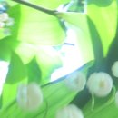 좋은 글 초여름 5월 풍경 석성산 야생화 은방울꽃 왜가리 둥지 가마우지 아기 왜가리 이팝나무 이미지