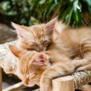 꾹꾹이 하는 고양이(kneading cats) | 입이트이는영어 표현 241113 Purring Cats