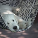 태안동물병원 이미지