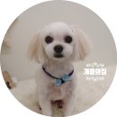 개들의 집 이미지