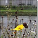 왕숙천변 이미지