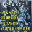 영진카 매니저 | 제주시 한림 협재 맛집 추천 영진 보말 칼국수는 덮밥 전 거북선 숙회도 맛있는 현지인 소개 식당