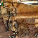 힘찬염소농장 이미지