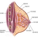 유방암 예방 하려면 ○○밥을 먹어야 한다. 이미지