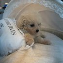 강아지분양 고양이분양 도그마루 무료 검단점 이미지