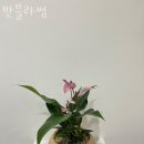 반블라썸