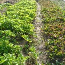 유현농장 이미지