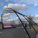 대촌미락 | 제주도 여행! 둘째날(2) - 드르쿰다성산, 대촌횟집