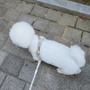 이지플레이 | 설채현 수의사 추천 하네스 솔직후기｜놀로 이지플레이 마틴게일 Y형, 앞당김·탈출 고민 해결