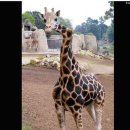 안녕 기린 이미지