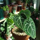 클라리네 이미지