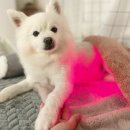 반려동물 슬개골탈구 및 디스크 관리, 펫스니즈 닥터펫 펫큐어레이 사용 후기
