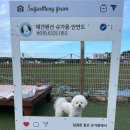 슈가몽 애견펜션 이미지