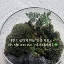 [실내 이끼 키우기 🌿] 나만의 생태계 만들기 비단이끼&amp;후마타 고사리 💚, 헤도닉(HEDONIC) 테라리움 후기❕