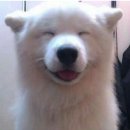 행복한강아지 이미지