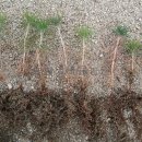 해송2로 이미지