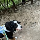 꿈의숲동물병원 이미지