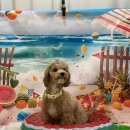 꽃길만걷개 이미지