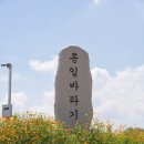 장남-2 | 경기도 가볼만한 곳, 연천 호로고루 해바라기 명소 현재 모습
