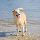 발포해수욕장 이미지