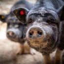 바로동물약국 이미지